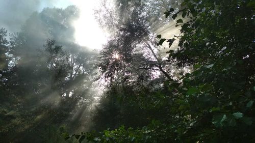 В Туве нет лесных пожаров, задымление вызвано пожарами в соседних регионах 