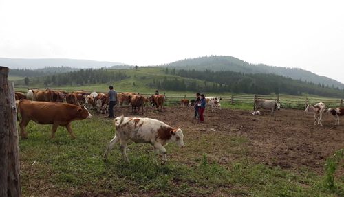 Социальный проект «Корова-кормилица» стал частью Национального проекта «Демография» 