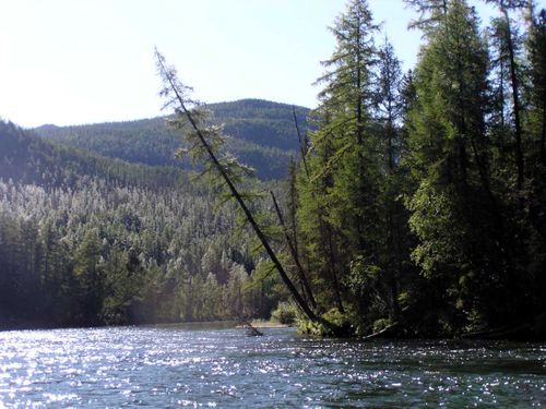 Есть лес - есть жизнь