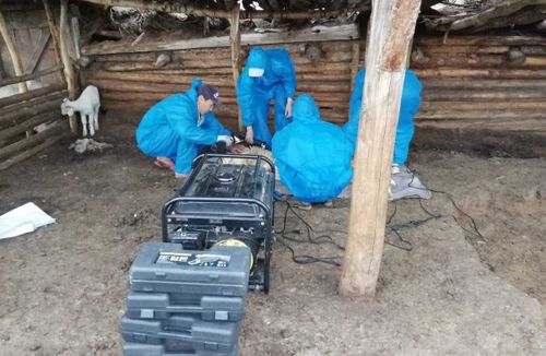 Участница губернаторского «Дук» заготовила 1200 килограмм овечьей шерсти