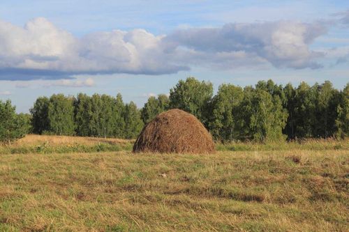 В Туве заготовили 151 745 тонн кормов