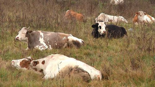 В Туве участились случаи пропажи домашнего скота