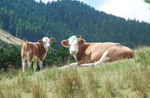 Восемь литров от Пугачёвой