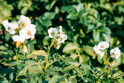 Александр Желтухин: «Овощи в Туве – это реально»