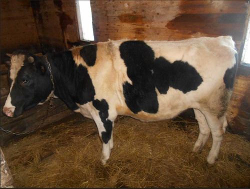 Корова-кормилица: продолжается передача крупного рогатого скота новым участникам