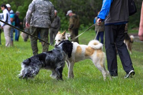 В посёлке Каа-Хем состоится девятая республиканская выставка собак охотничьих пород