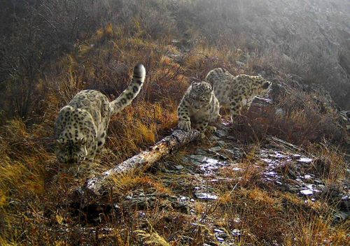 WWF России определил достижения в деле сохранения ирбиса в Туве, Алтае и Бурятии