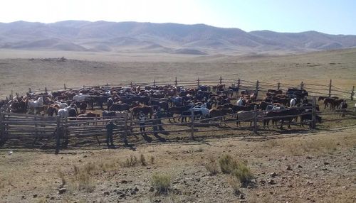 В Туве создадут Реестр лошадей тувинской породы