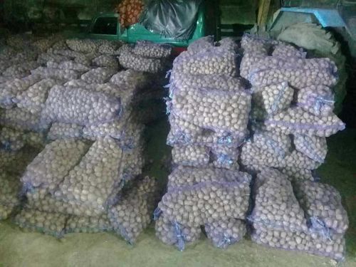 132 тонны картофеля собрали участники проекта «Социальный картофель» в Кызыле