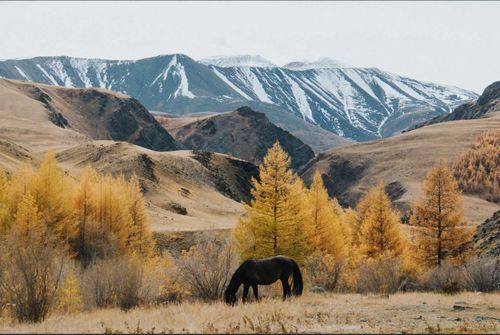 Животноводы Монгун-Тайги. Красивые люди Тувы