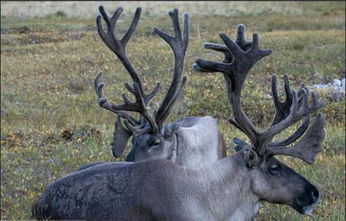 «Олень-кормилец». В Туве стартовал проект по созданию оленьих ферм