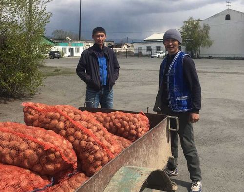 Итоги губернаторского проекта «Социальный картофель» в 2019 году