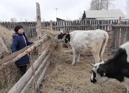 Большое стадо из одной бурёнки за три года. Семья Ховалыгов – передовики проекта «Корова-кормилица»