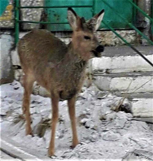Променад косули в Шагонаре