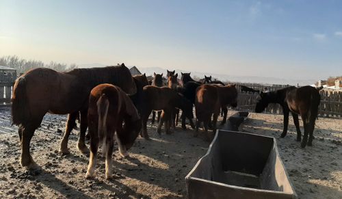 А вы пробовали кумыс?