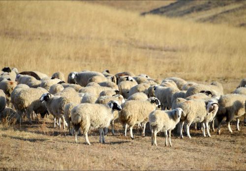 Особенность дорперов – двойной приплод. В Улуг-Хеме создают племенное хозяйство по выращиванию неприхотливых овец