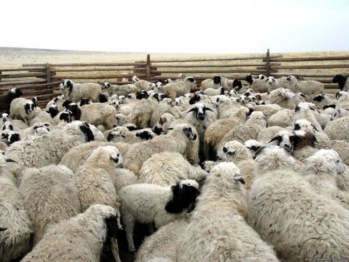 Кыштаг семьи Оюн: Защищаем от волков, развиваем для потомков