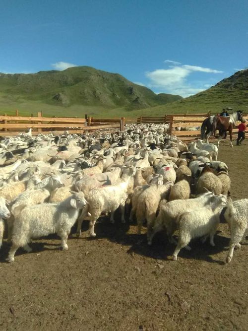 Төлевилелдиң амыдыралда боттанып турары