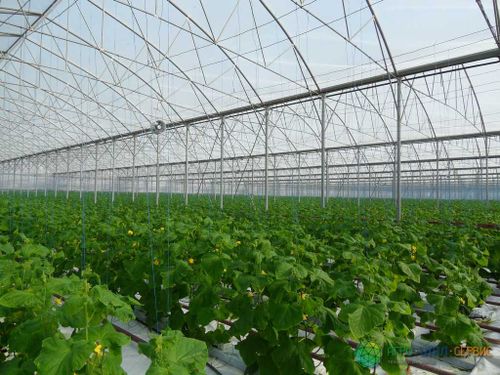 В Туве создадут комплексное тепличное хозяйство