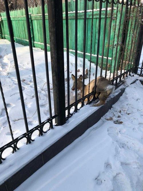 Тувинские энергетики спасли лесную гостью в Кызыле