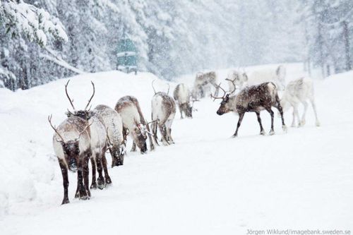 Нет оленей - нет субсидий. В Туве снизилось поголовье оленей