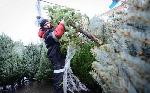 Мысли нестандартно. У новогодних ёлок может быть вторая жизнь