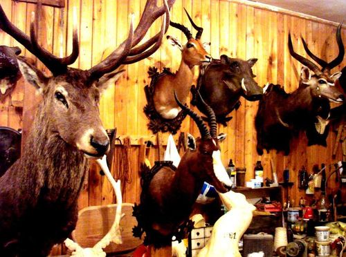 В Туве откроется выставка таксидермиста Путинцева