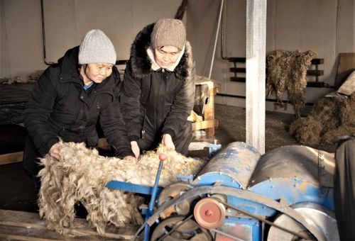Сарыглары из Каа-Хема. Бизнес на шерсти