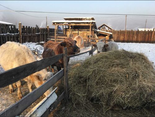 «Корова-кормилица» для Оскара. Многодетная семья из Улуг-Хемского района за увеличение поголовья скота