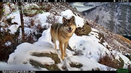 «Волк-улыбака» покорил сердца Хакасии