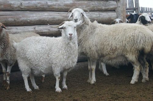 В Чеди-Холе зимовка проходит без ЧП
