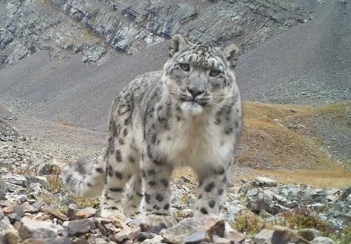 В Туве пересчитают снежных барсов