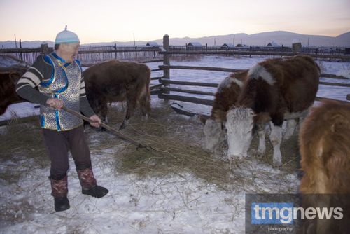 Айдынмаа Иргит: «Корова – кормилица» действительно нас кормит!»