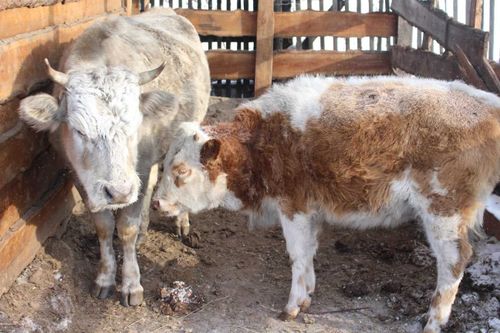 Сарыг-Сепская «Корова-кормилица»