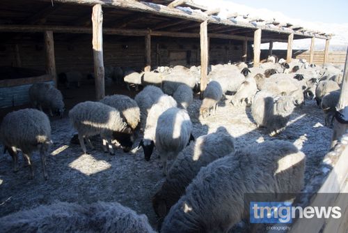 Чабан Артыш Иргит: «Продолжаю дело своих предков»