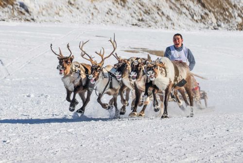 «Фестиваль оленеводов - 2020»