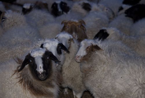 Перспективы животноводства Тес-Хема