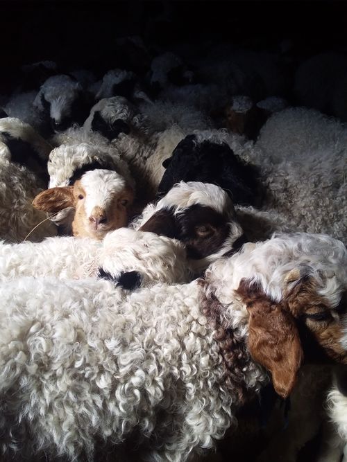 Мал оолдаашкыны онча-менди