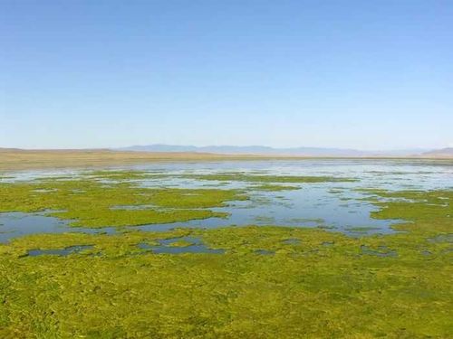 Чедер получит вторую жизнь в 2025 