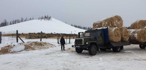 «Своих зимой не бросаем». Пий-Хемцы помогли «кыштаговцам» с кормом 