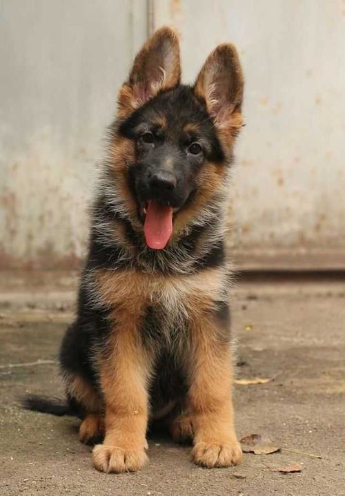 В Туве задержали похитителя собак 