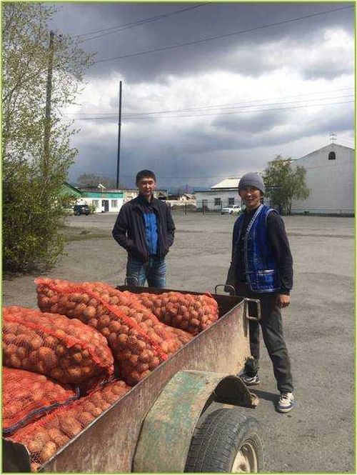 Итоги: «Социальный картофель» в Чаа-Холе 