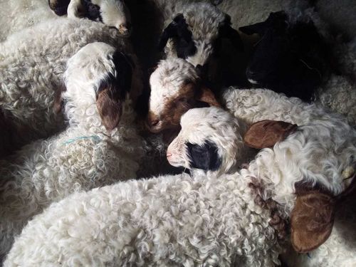 Дамчыдарынга белен 