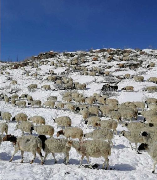 АҢГАЛЫКТА КЫШТАГ