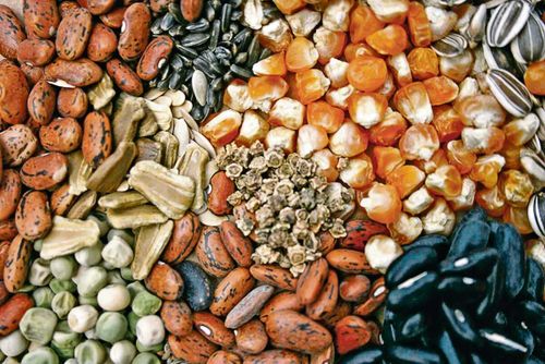 Кызылский район готов к раздаче семян