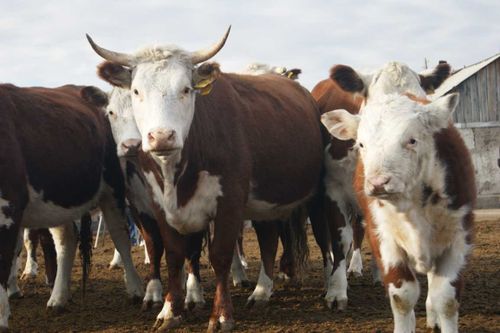 В Туве искусственным способом осеменено 176 коров