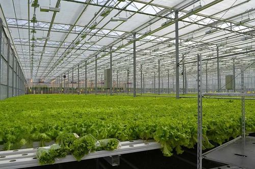 Этим летом в Кызыле начнут строить Агропромышленный парк