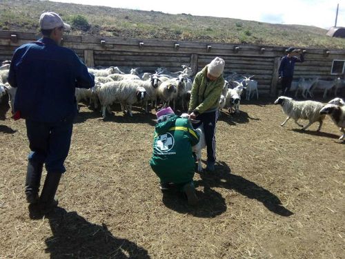 Передача скота «кыштаговцам» состоится в июне