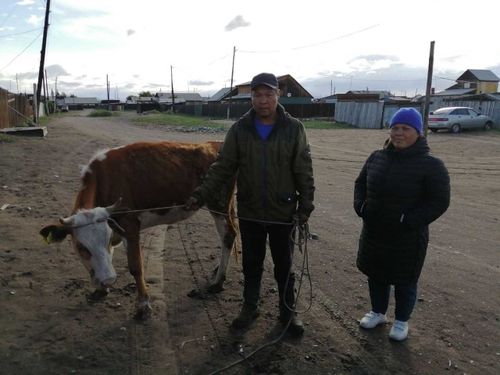 Народная мудрость: "У кого овцы – тот красиво одет. У кого коровы – тот сыт"