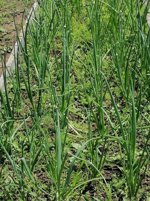 Смакуем с каа-хемцами